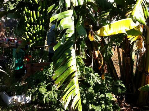 As bananeiras adaptam-se bem ao clima da Calheta.